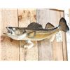 Image 2 : 28" Walleye Real Skin Fish Taxidermy