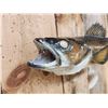Image 4 : 28" Walleye Real Skin Fish Taxidermy