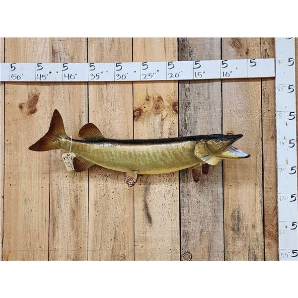 37" Muskie Real Skin Fish Taxidermy