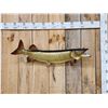 Image 1 : 37" Muskie Real Skin Fish Taxidermy