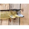 Image 2 : 37" Muskie Real Skin Fish Taxidermy