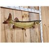 Image 3 : 37" Muskie Real Skin Fish Taxidermy