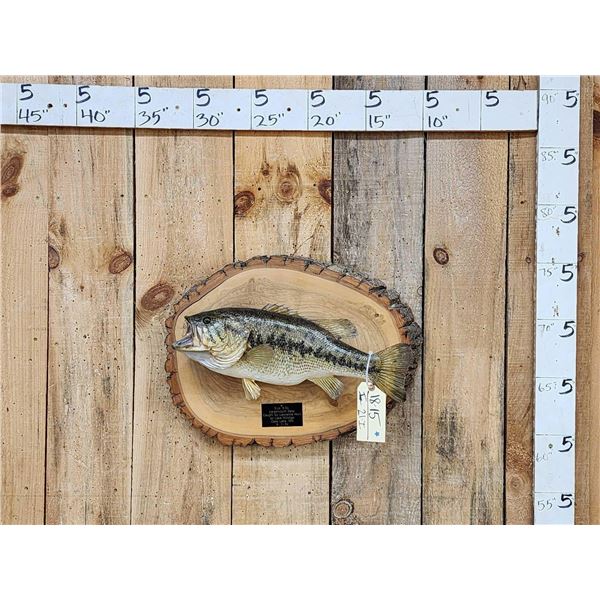 20" Largemouth Bass Real Skin Fish Taxidermy