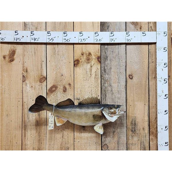 29" Walleye Real Skin Fish Taxidermy