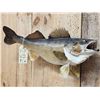 Image 3 : 29" Walleye Real Skin Fish Taxidermy