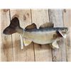Image 4 : 29" Walleye Real Skin Fish Taxidermy