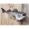 Image 5 : 29" Walleye Real Skin Fish Taxidermy