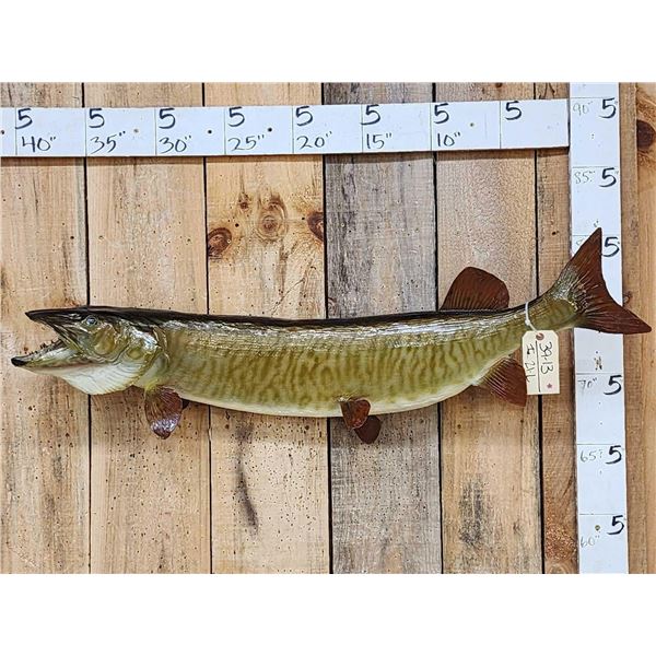 42" Muskie Real Skin Fish Taxidermy