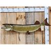 Image 1 : 42" Muskie Real Skin Fish Taxidermy