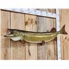 Image 2 : 42" Muskie Real Skin Fish Taxidermy