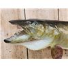 Image 3 : 42" Muskie Real Skin Fish Taxidermy