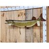 Image 4 : 42" Muskie Real Skin Fish Taxidermy
