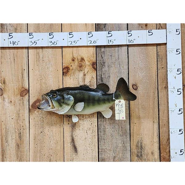 24" Largemouth Bass Real Skin Fish Taxidermy