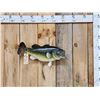 Image 1 : 22" Largemouth Bass Real Skin Fish Taxidermy