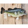 Image 2 : 22" Largemouth Bass Real Skin Fish Taxidermy
