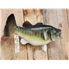 Image 3 : 22" Largemouth Bass Real Skin Fish Taxidermy