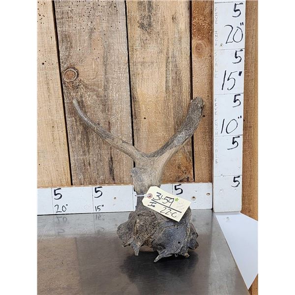 Ancient Bull Elk Partially Fossilized Skull