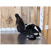 Image 1 : Skunkipede Full Body Taxidermy Mount