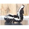 Image 7 : Skunkipede Full Body Taxidermy Mount