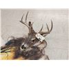 Image 3 : Whitetail Deer Painted Rug Taxidermy