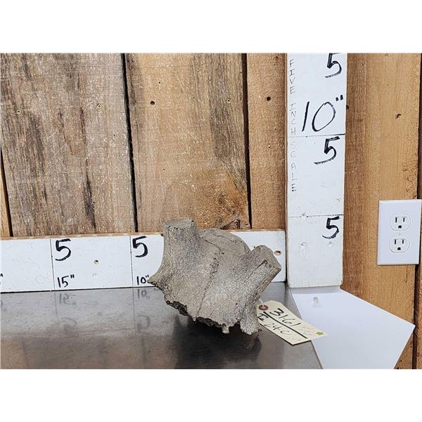 Ancient Partially Fossilized Elk Skull Cap