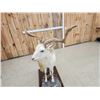 Image 6 : Feral Goat Full Body Taxidermy Mount