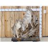 Image 1 : 2 Coyotes Full Body Taxidermy Mount