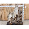 Image 2 : 2 Coyotes Full Body Taxidermy Mount