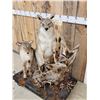 Image 3 : 2 Coyotes Full Body Taxidermy Mount