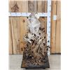 Image 4 : 2 Coyotes Full Body Taxidermy Mount