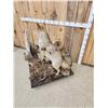 Image 5 : 2 Coyotes Full Body Taxidermy Mount