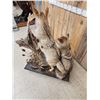 Image 6 : 2 Coyotes Full Body Taxidermy Mount