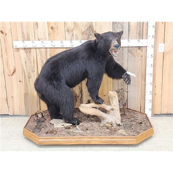 Black Bear Full Body Taxidermy Mount