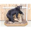 Image 1 : Black Bear Full Body Taxidermy Mount