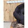 Image 2 : Black Bear Full Body Taxidermy Mount