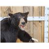 Image 3 : Black Bear Full Body Taxidermy Mount