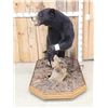 Image 4 : Black Bear Full Body Taxidermy Mount