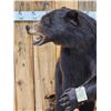 Image 5 : Black Bear Full Body Taxidermy Mount
