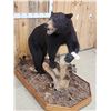 Image 6 : Black Bear Full Body Taxidermy Mount