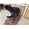 Image 7 : Black Bear Full Body Taxidermy Mount