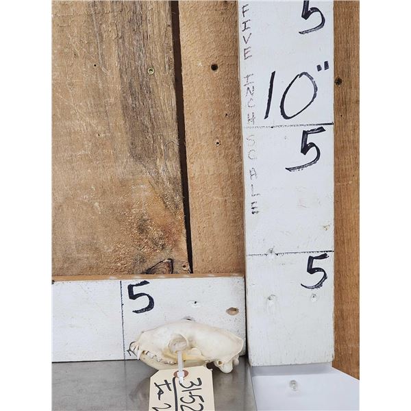 African White Tailed Mongoose Skull Taxidermy