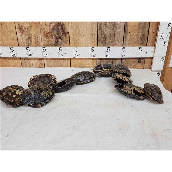 10 Red Eared Slider Turtle Shells Taxidermy