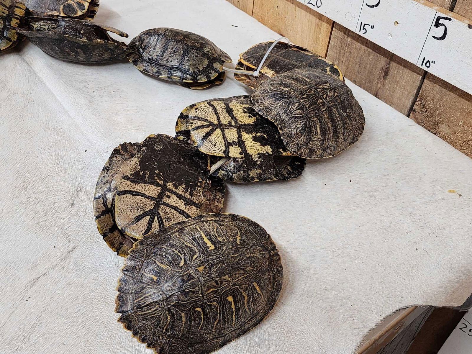 Slider Turtle Shell 10 Red Eared Slider Turtle Shells Taxidermy