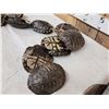 Image 2 : 10 Red Eared Slider Turtle Shells Taxidermy