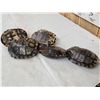 Image 3 : 10 Red Eared Slider Turtle Shells Taxidermy