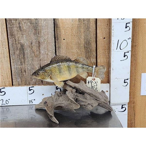 12" Ring Perch Real Skin Fish Taxidermy