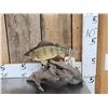 Image 1 : 12" Ring Perch Real Skin Fish Taxidermy