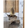 Image 4 : 12" Ring Perch Real Skin Fish Taxidermy