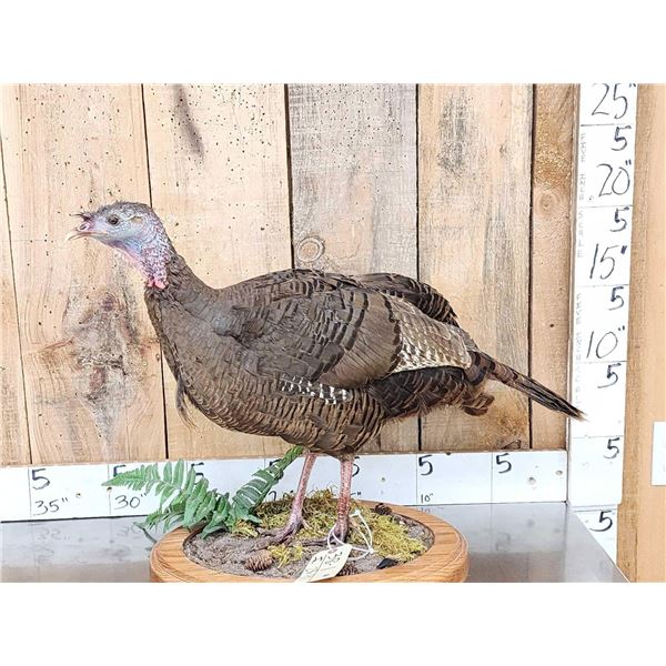 Bearded Hen Turkey Full Body Bird Taxidermy