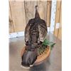 Image 8 : Bearded Hen Turkey Full Body Bird Taxidermy